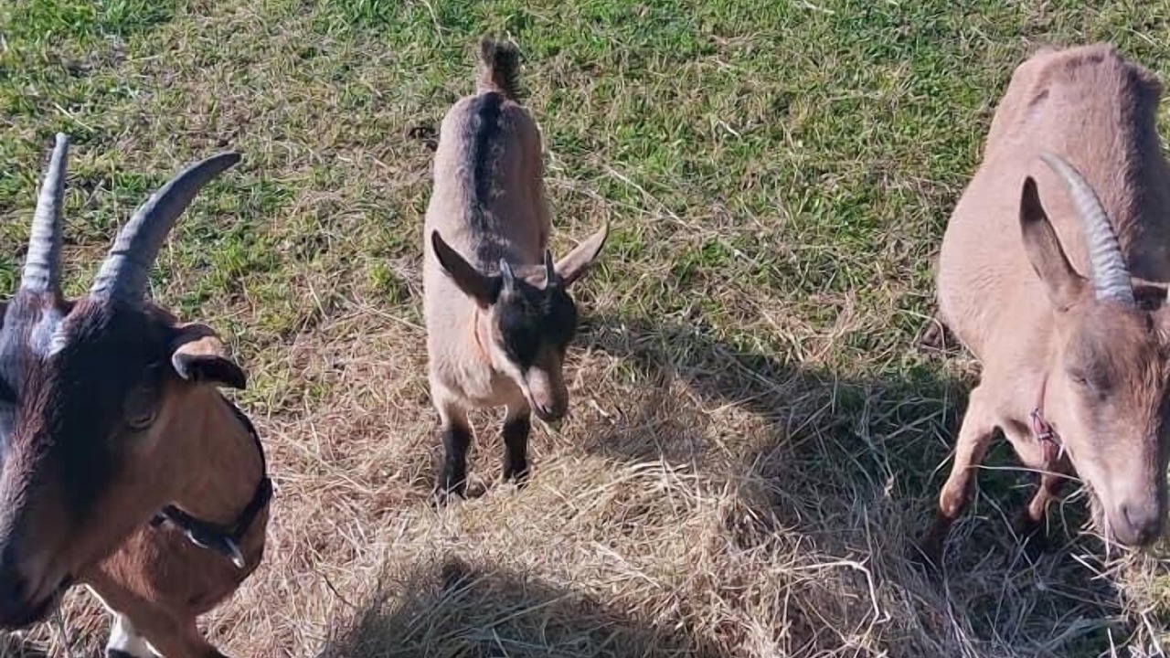 Photo of Others in Montboyer