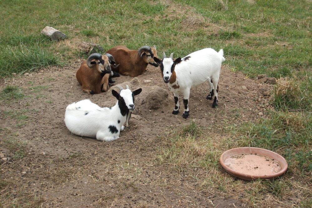 Photo of Others in Les Leches