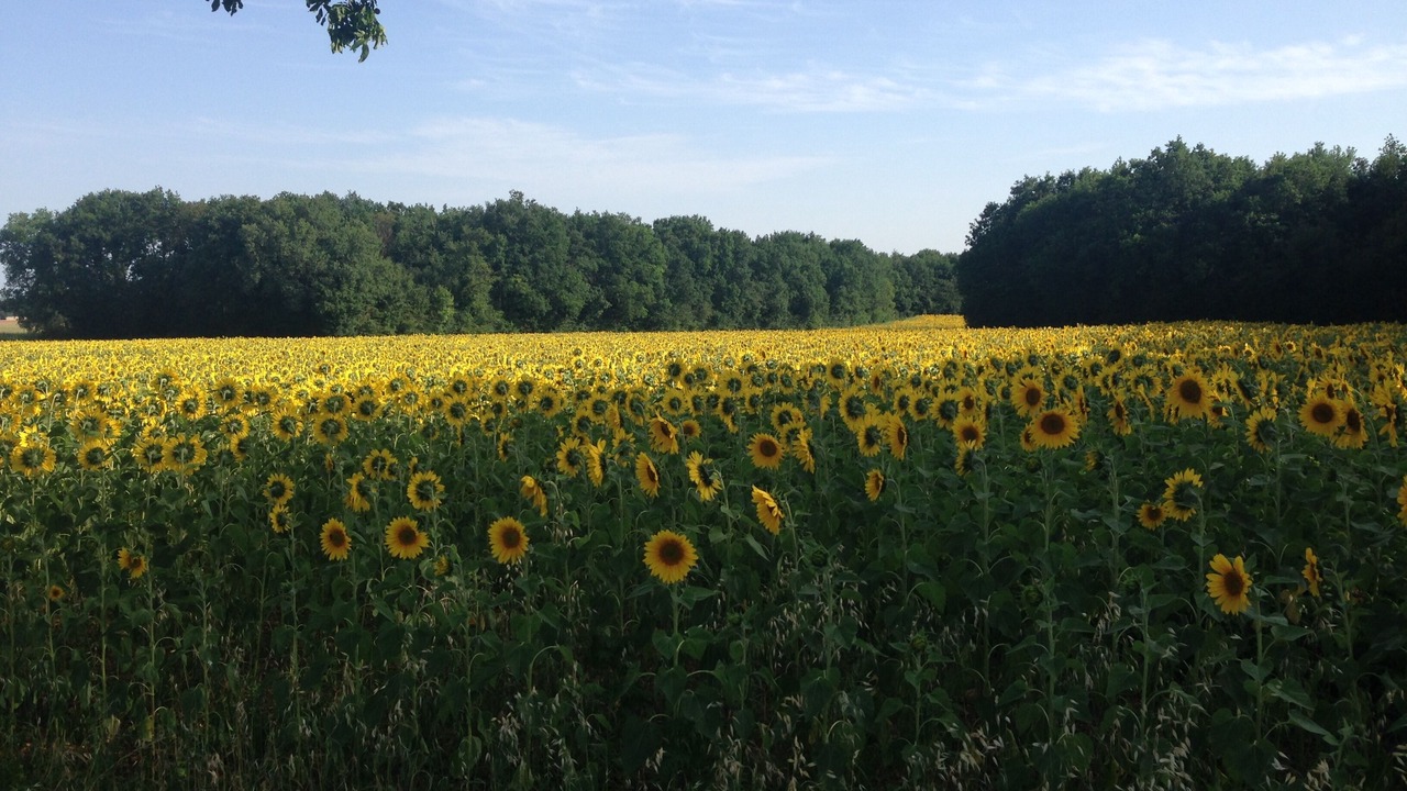 Photo of Outdoor in Chaunay