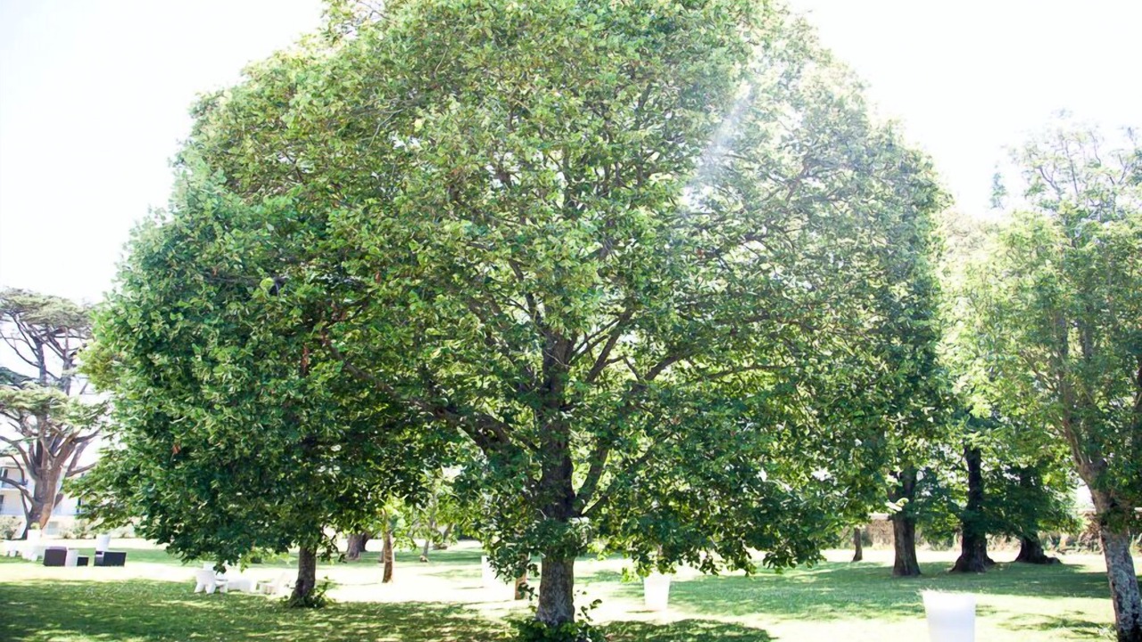 Photo of Outdoor in Lagord