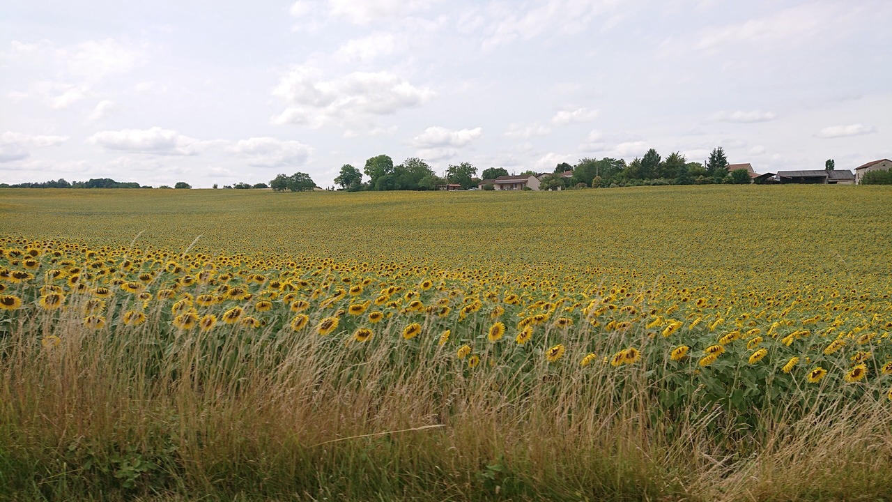 Photo of Others in Aubeterre-sur-Dronne