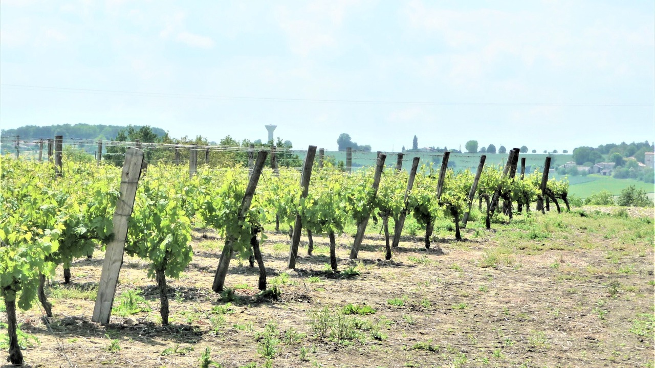 Photo of Outdoor in Sud Charente