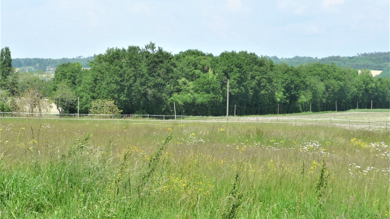 Photo of Outdoor in Sud Charente
