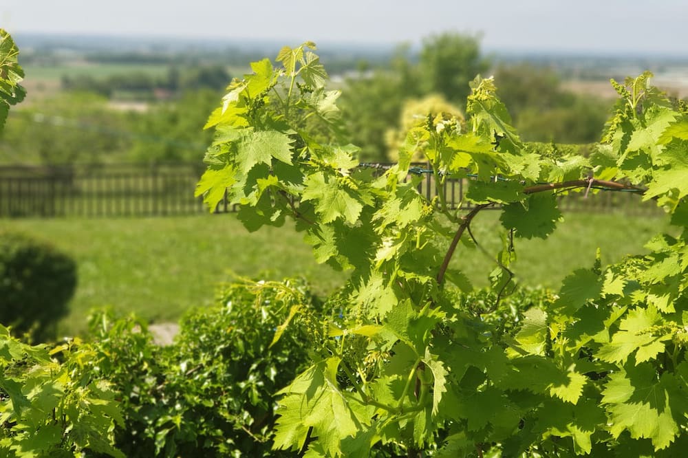 Photo of Outdoor in Birac-sur-Trec