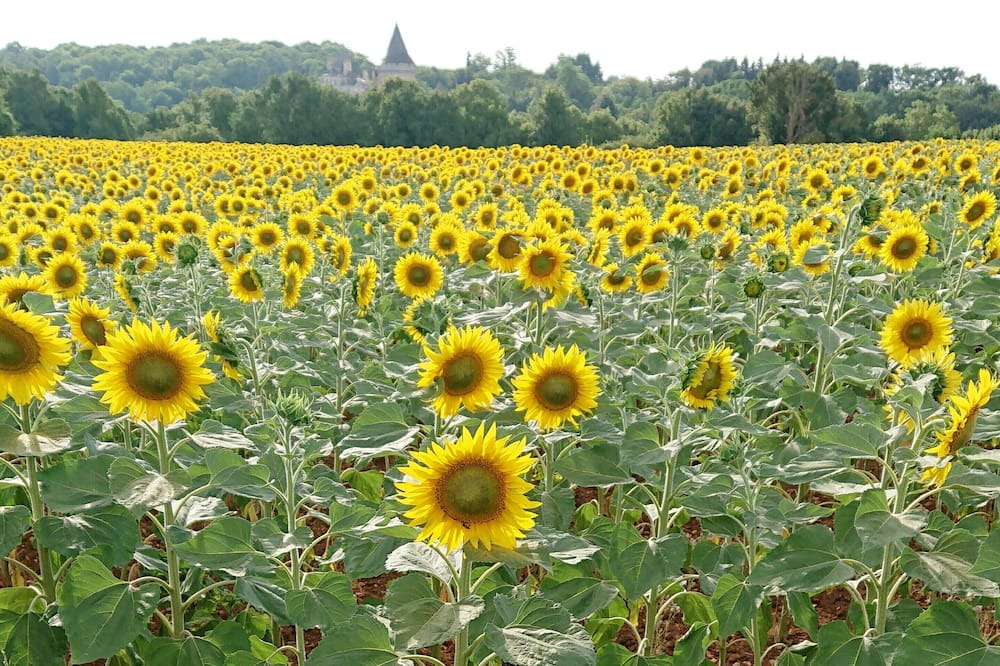 Photo of Outdoor in Paizay-le-Tort