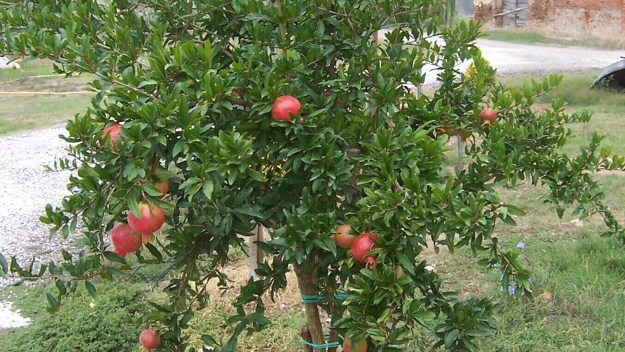 Photo of Outdoor in Larciano