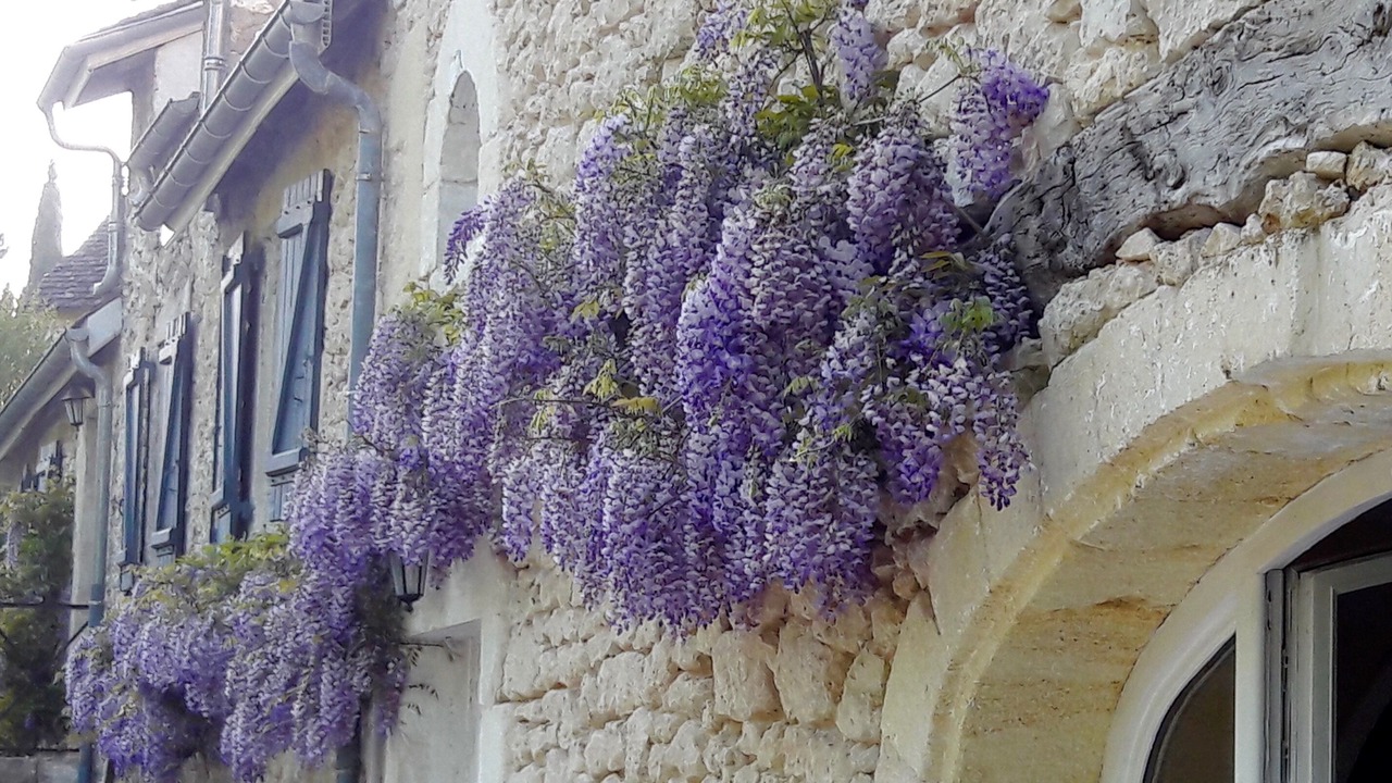 Photo of Outdoor in Montcaret