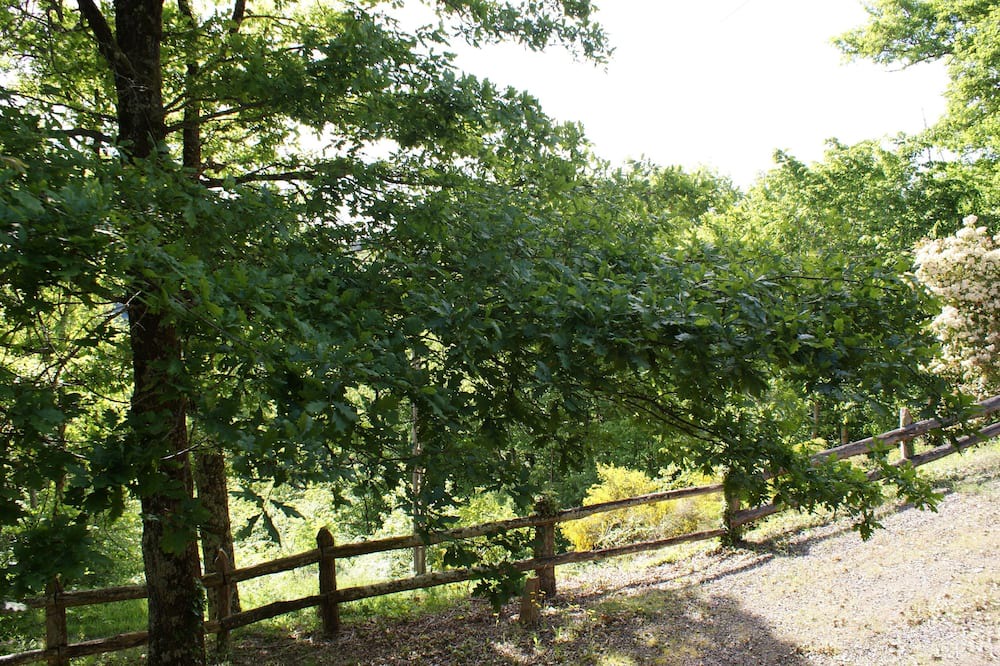 Photo of Outdoor in Albignac