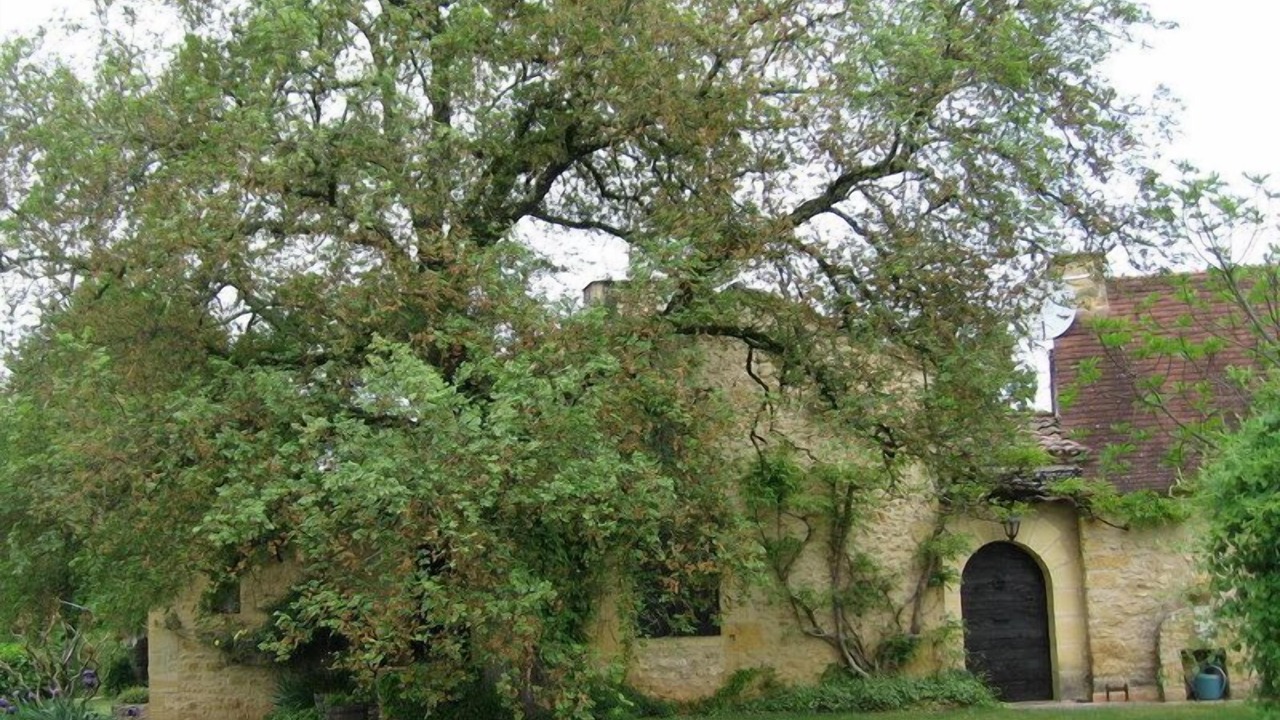 Photo of Outdoor in Mauzac-et-Grand-Castang