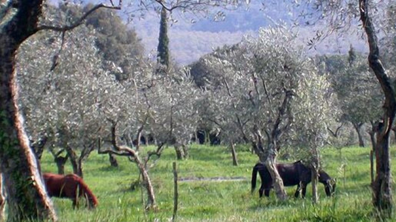 Photo of Outdoor in Sassetta