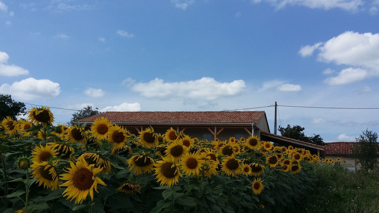 Photo of Outdoor in Sainte-Souline
