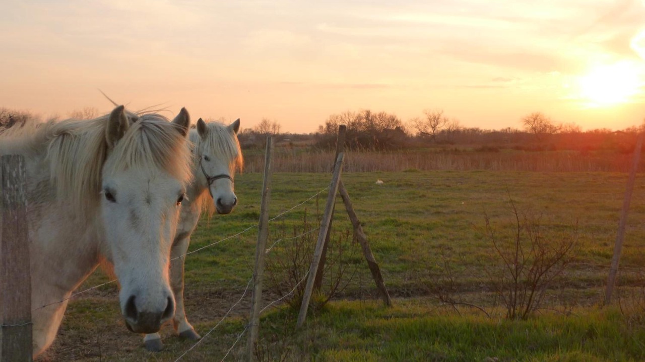 Photo of Outdoor in Saintes-Maries-de-la-Mer