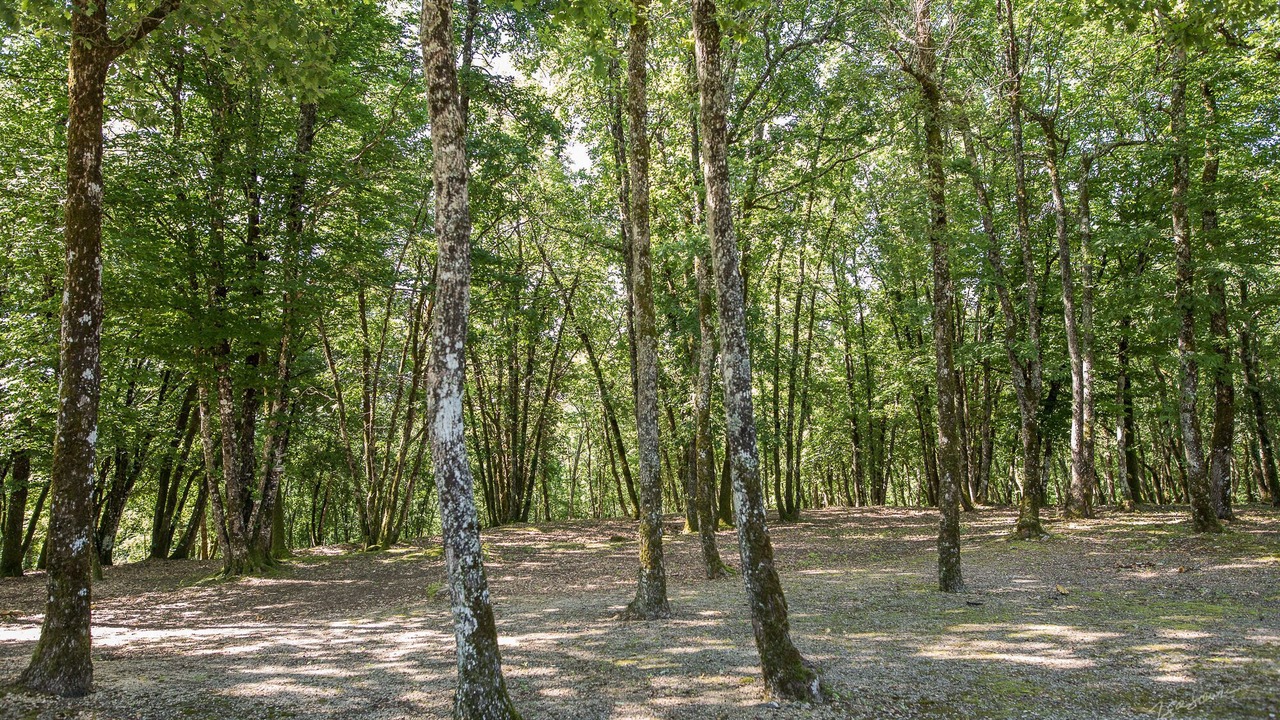 Photo of Outdoor in Blanquefort-sur-Briolance