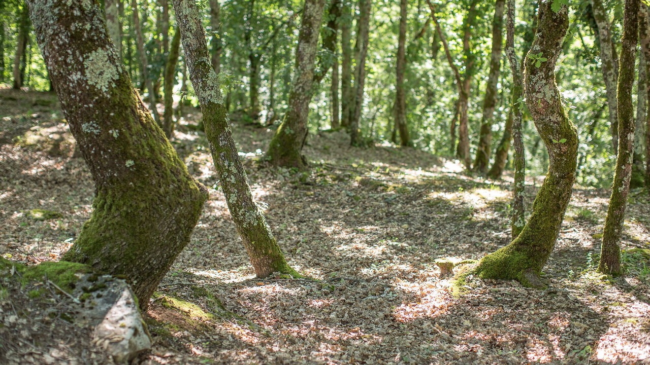 Photo of Outdoor in Blanquefort-sur-Briolance