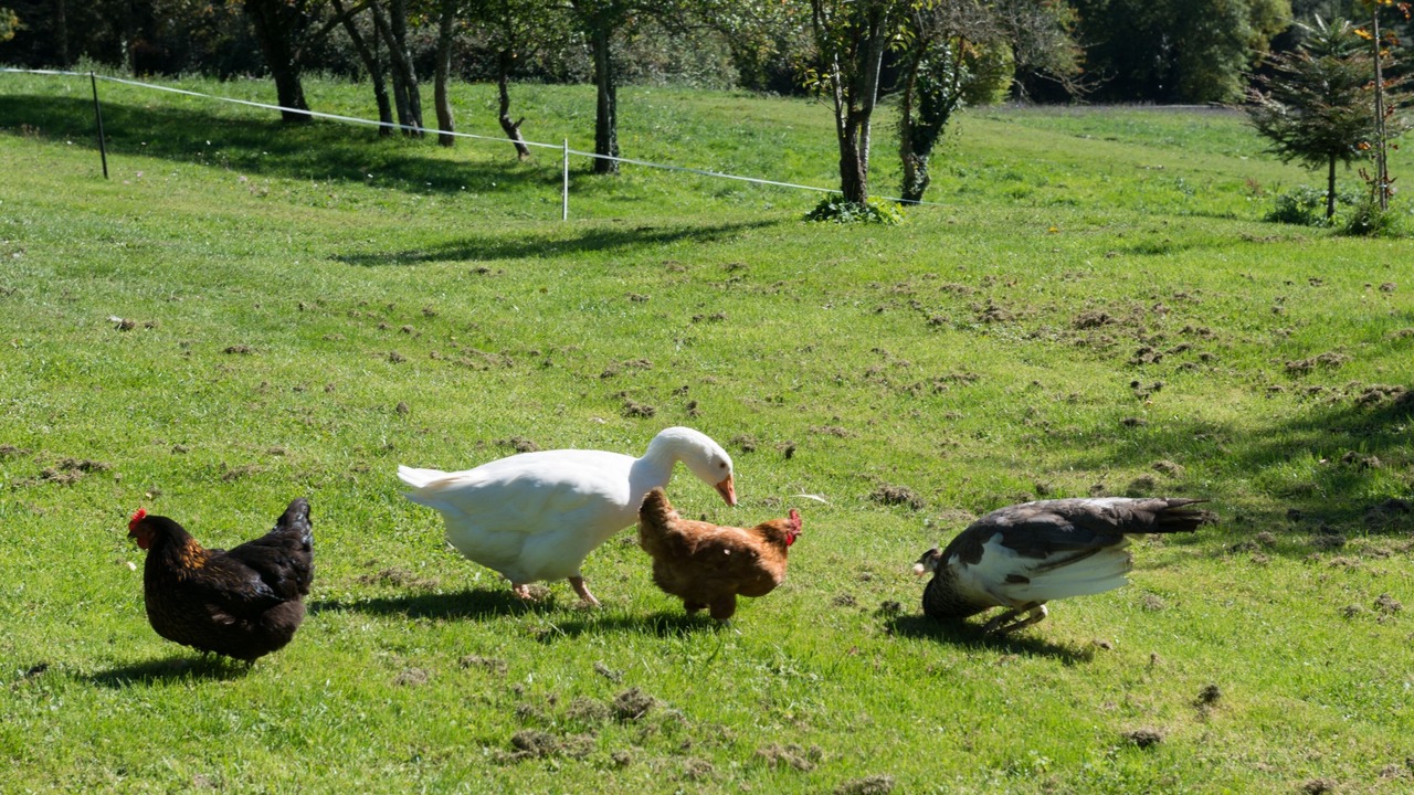 Photo of Others in Bonnac-la-Cote