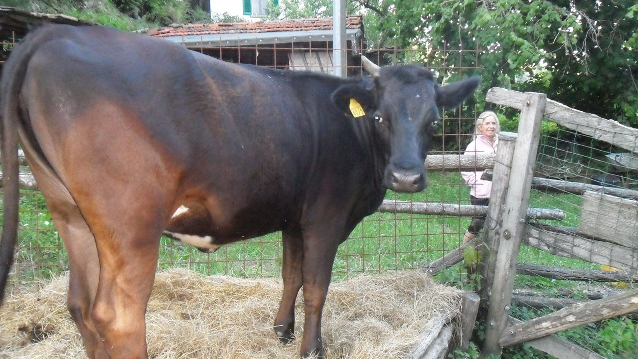 Photo of Outdoor in Bardalone