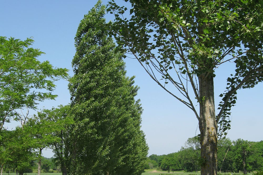 Photo of Others in Rancon