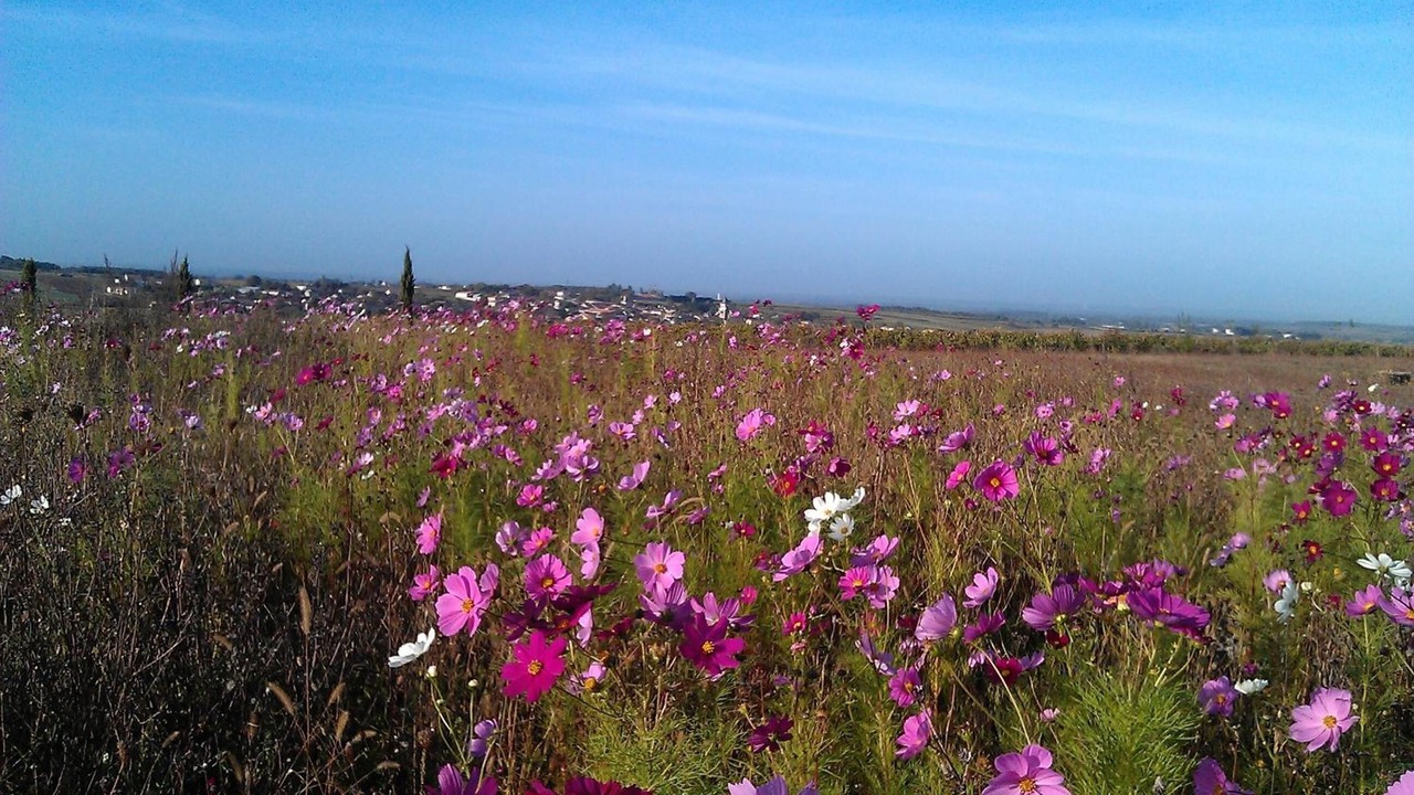 Photo of Outdoor in Mareuil