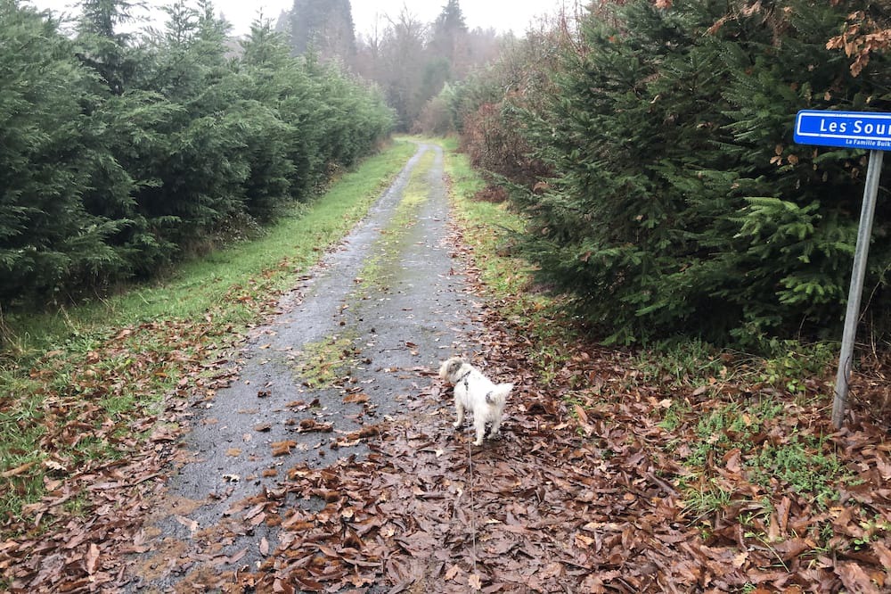 Photo of Outdoor in Ladignac le Long