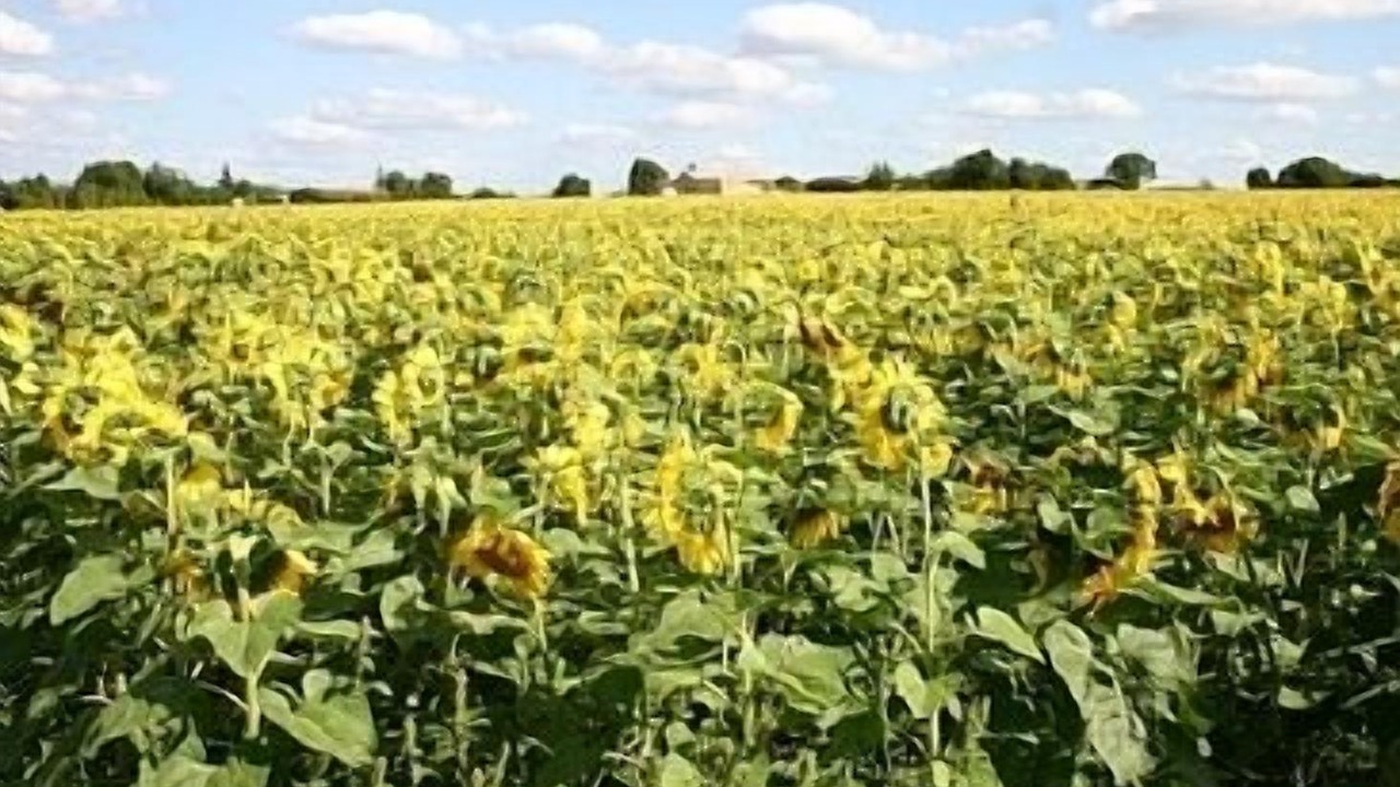 Photo of Outdoor in Bernac