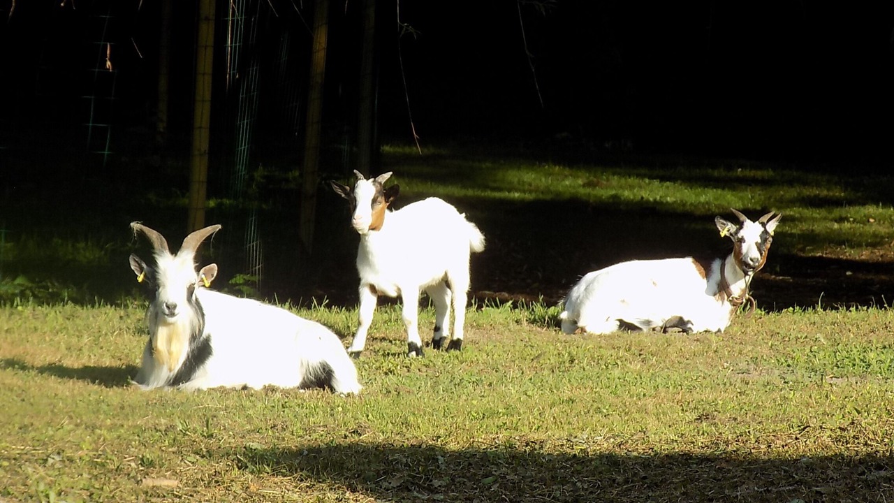 Photo of Outdoor in Paizay-le-Tort