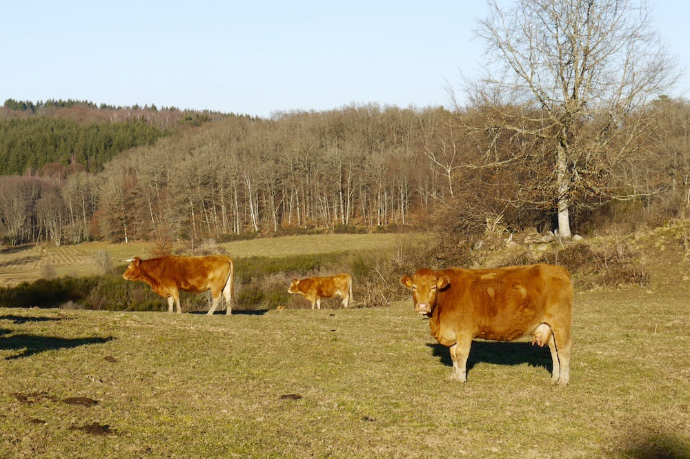 Photo of Outdoor in Saint-Julien-pres-Bort