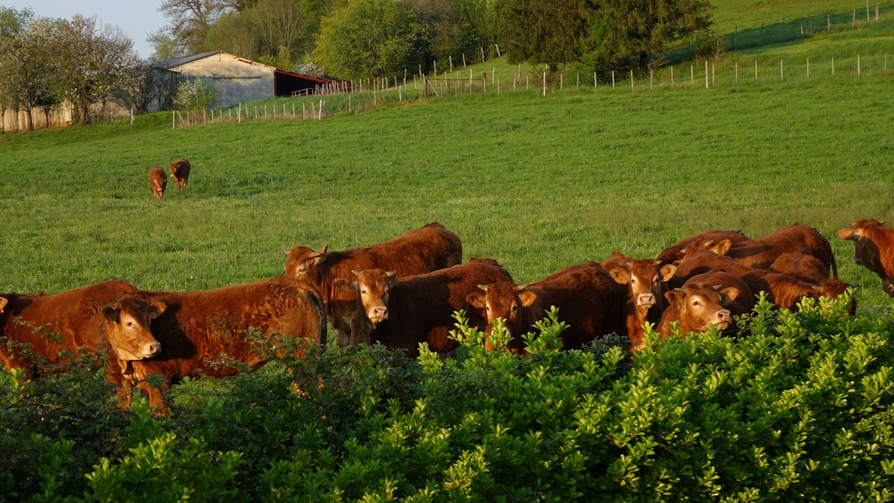 Photo of Outdoor in Campagne
