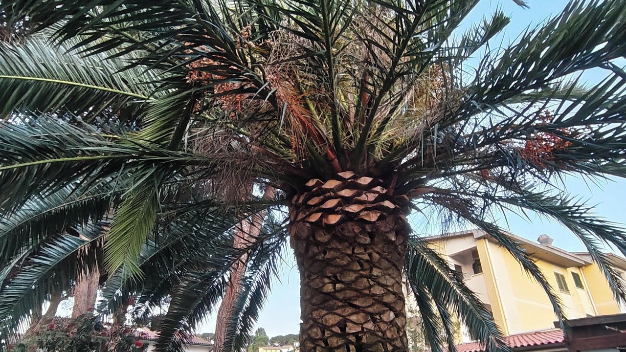 Photo of Others in Marina di Campo