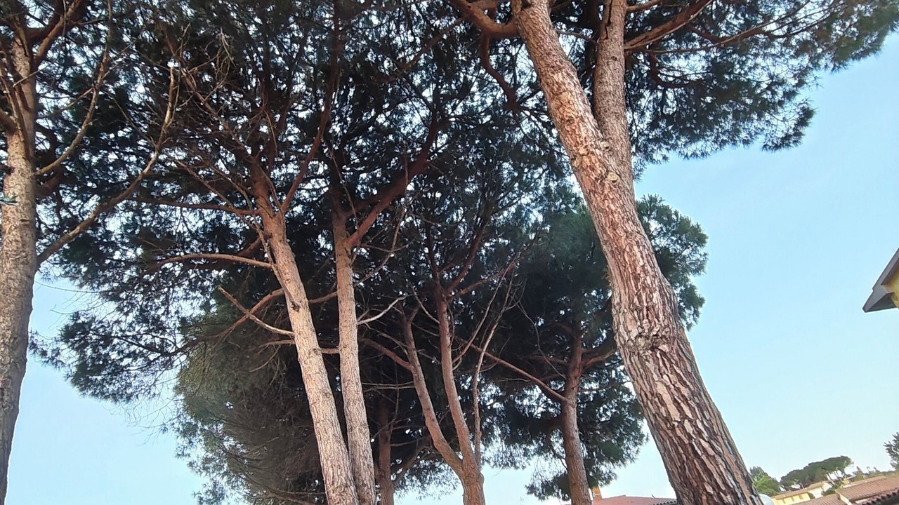 Photo of Others in Marina di Campo