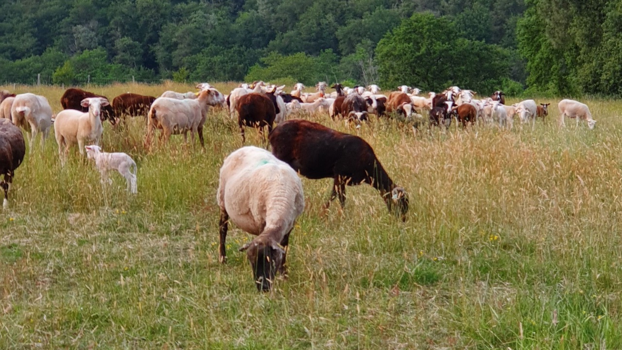 Photo of Outdoor in Orthez