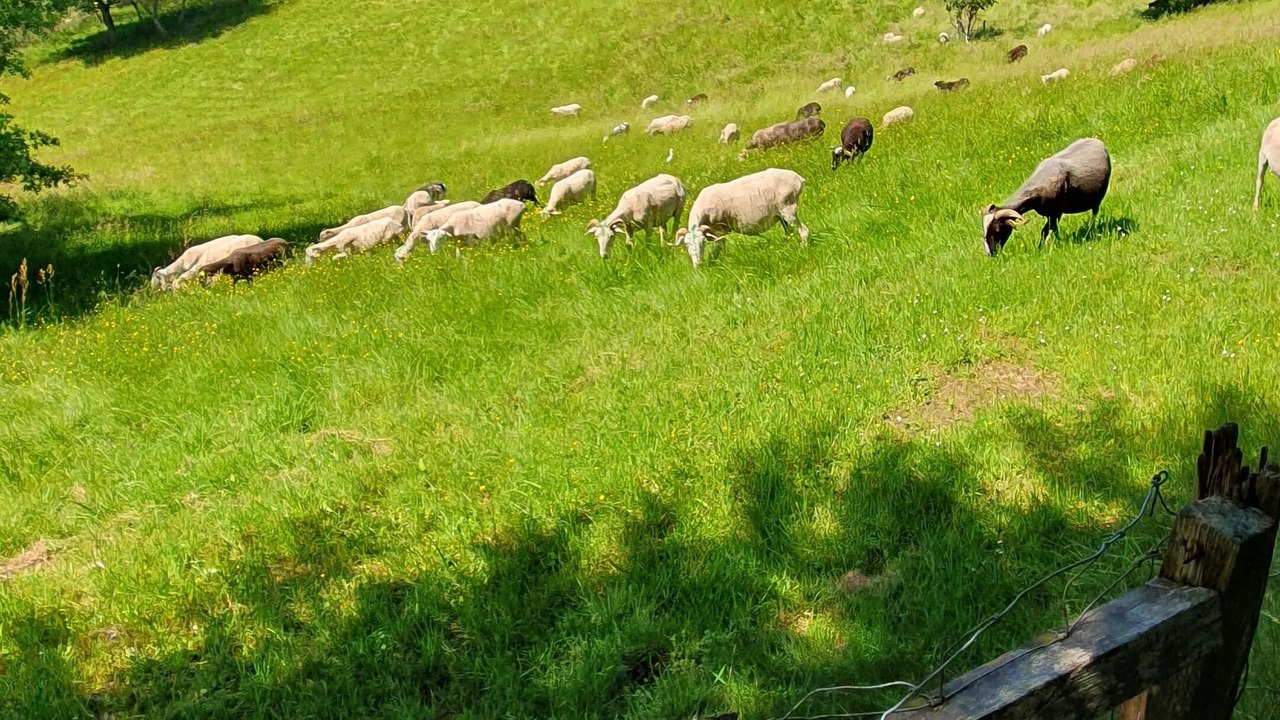 Photo of Outdoor in Orthez
