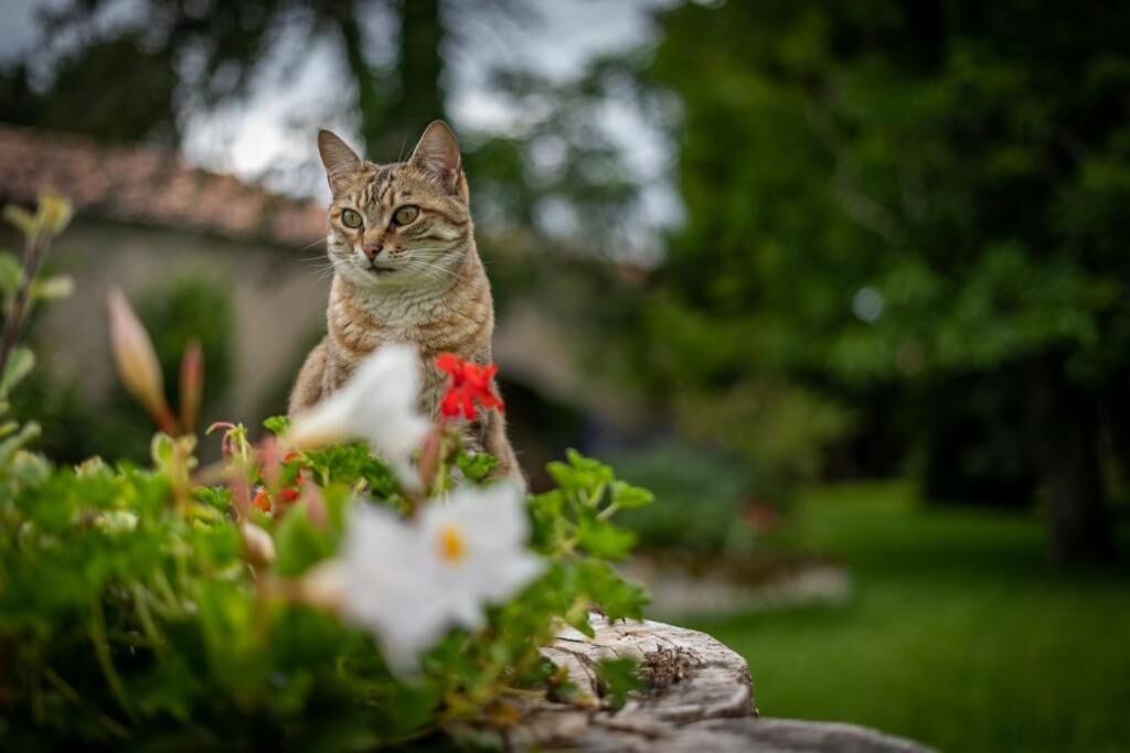 Photo of Outdoor in Rancogne