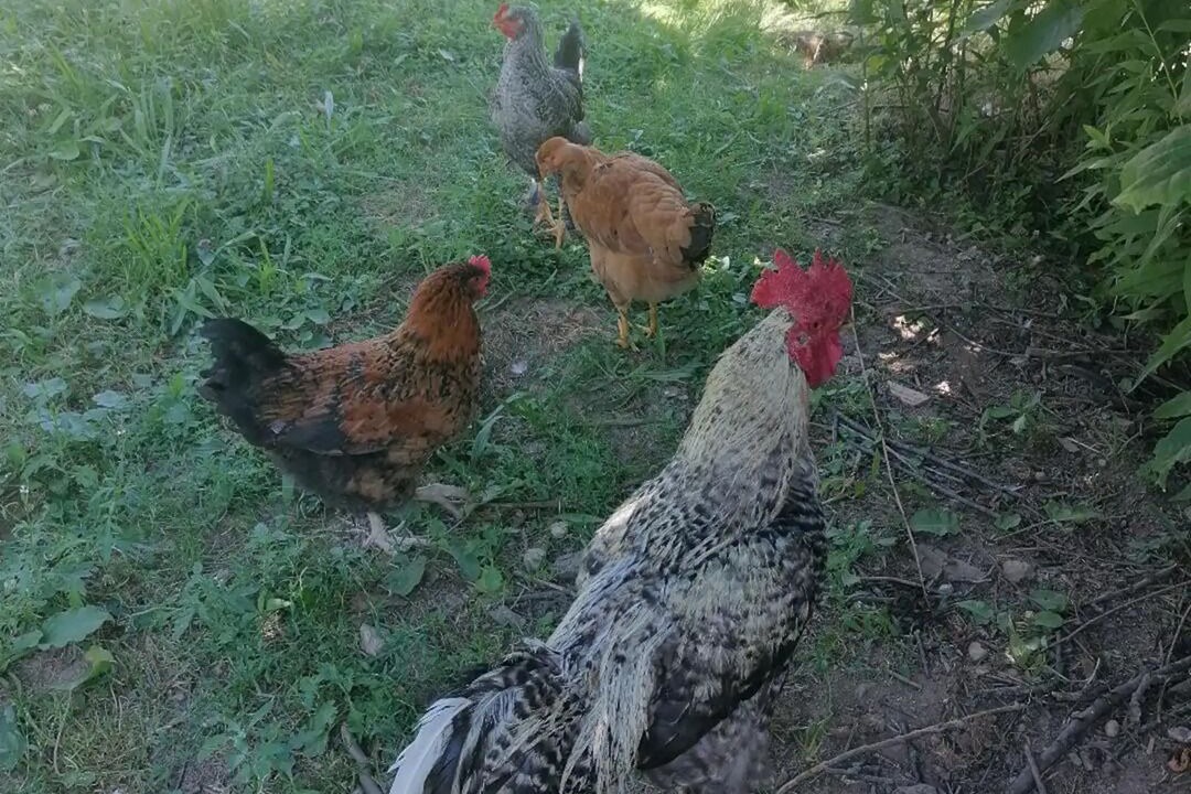Photo of Outdoor in Vigeois