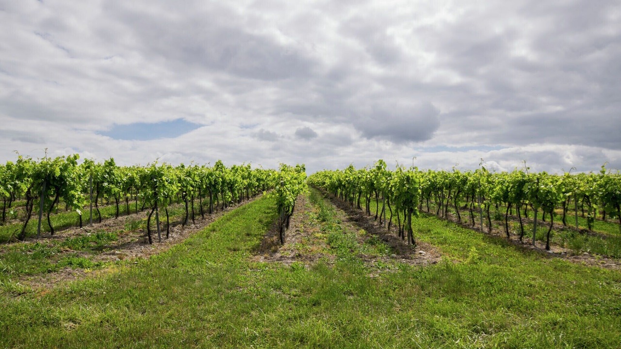 Photo of Outdoor in Segonzac