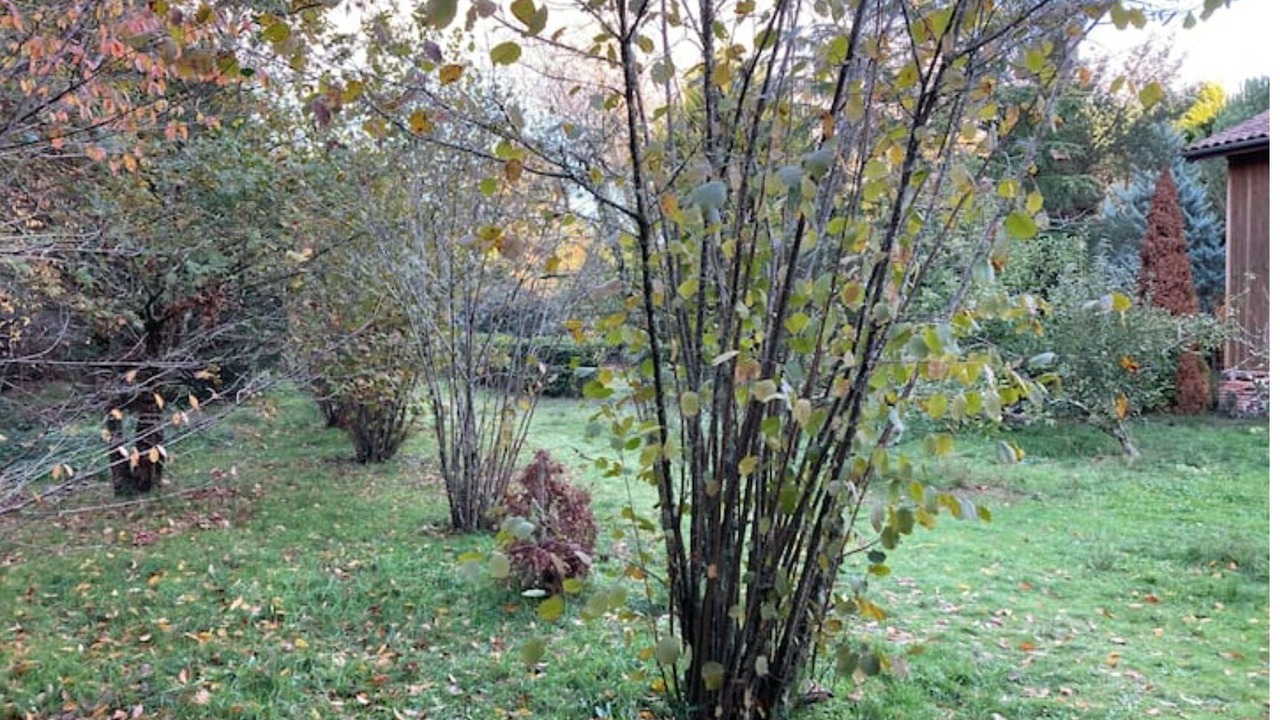 Photo of Outdoor in Labouheyre