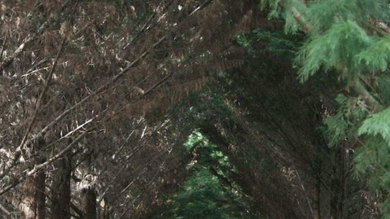 Photo of Outdoor in Labouheyre