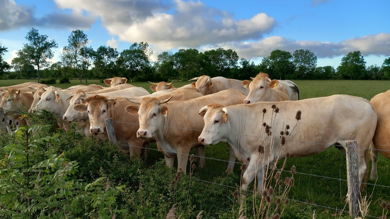 Photo of Others in Queyrac