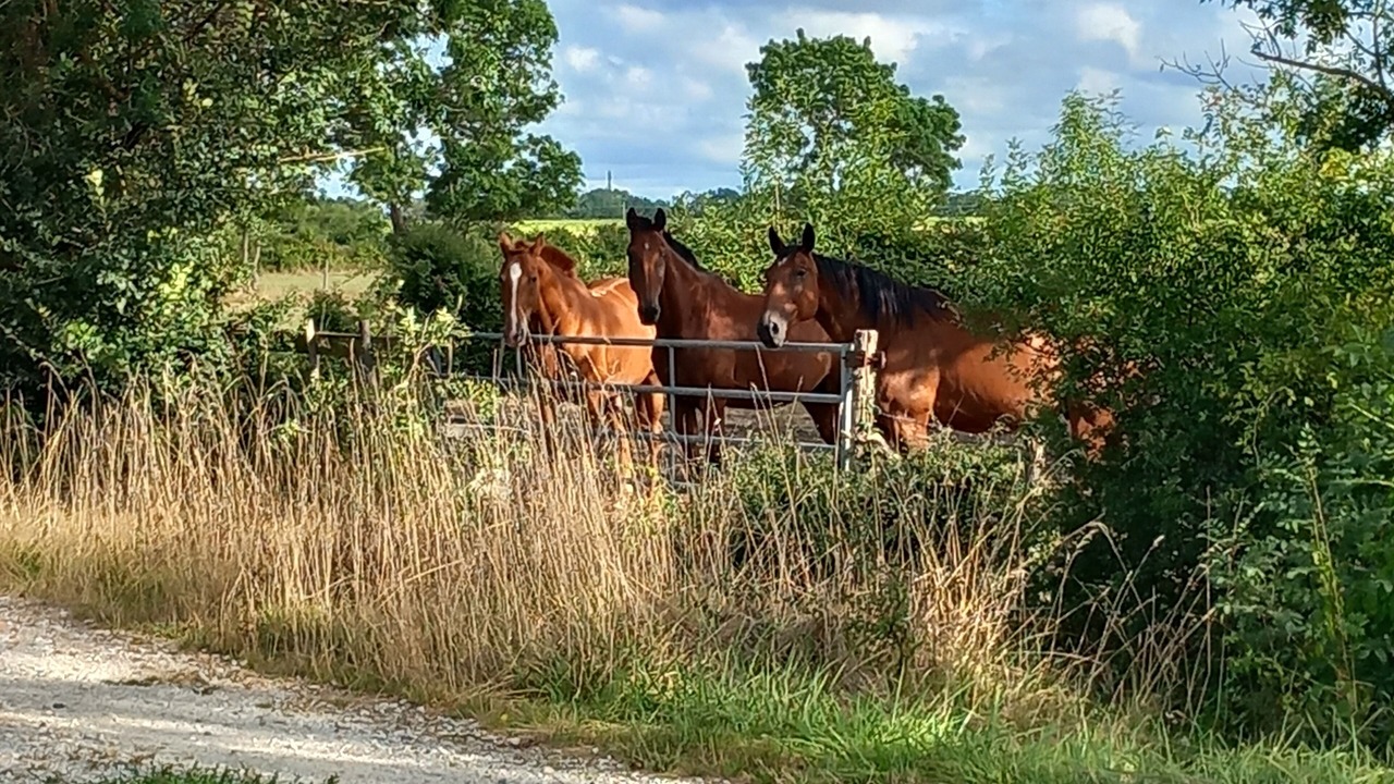 Photo of Outdoor in Queyrac