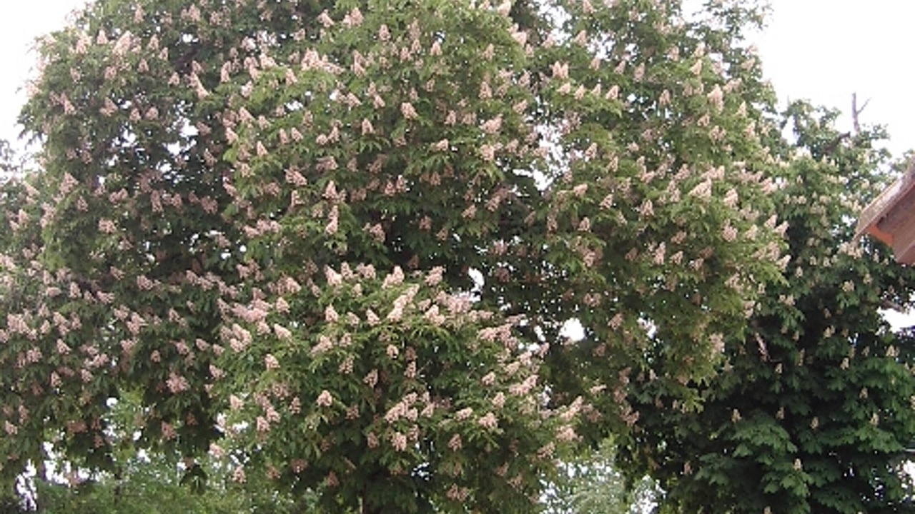 Photo of Outdoor in Abjat-sur-Bandiat