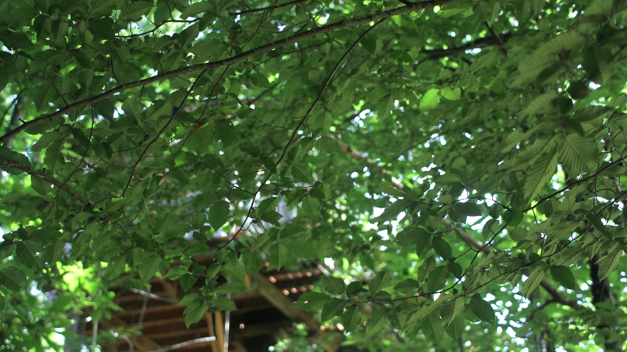 Photo of Outdoor in Lempzours