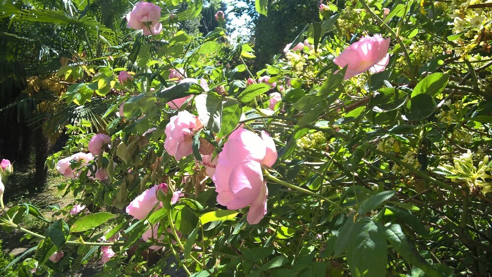 Photo of Outdoor in Jonzac