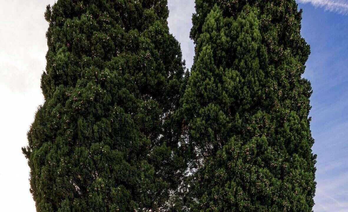 Photo of Outdoor in Bolgheri