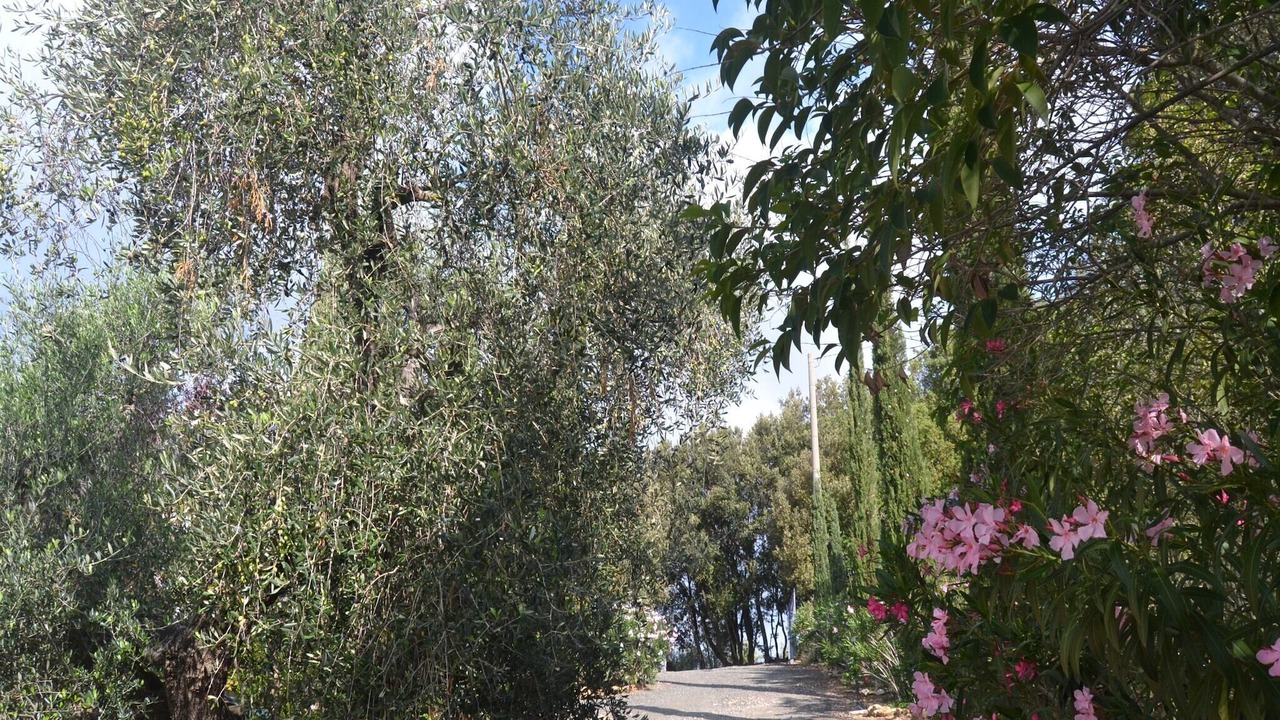 Photo of Outdoor in Castagneto Carducci