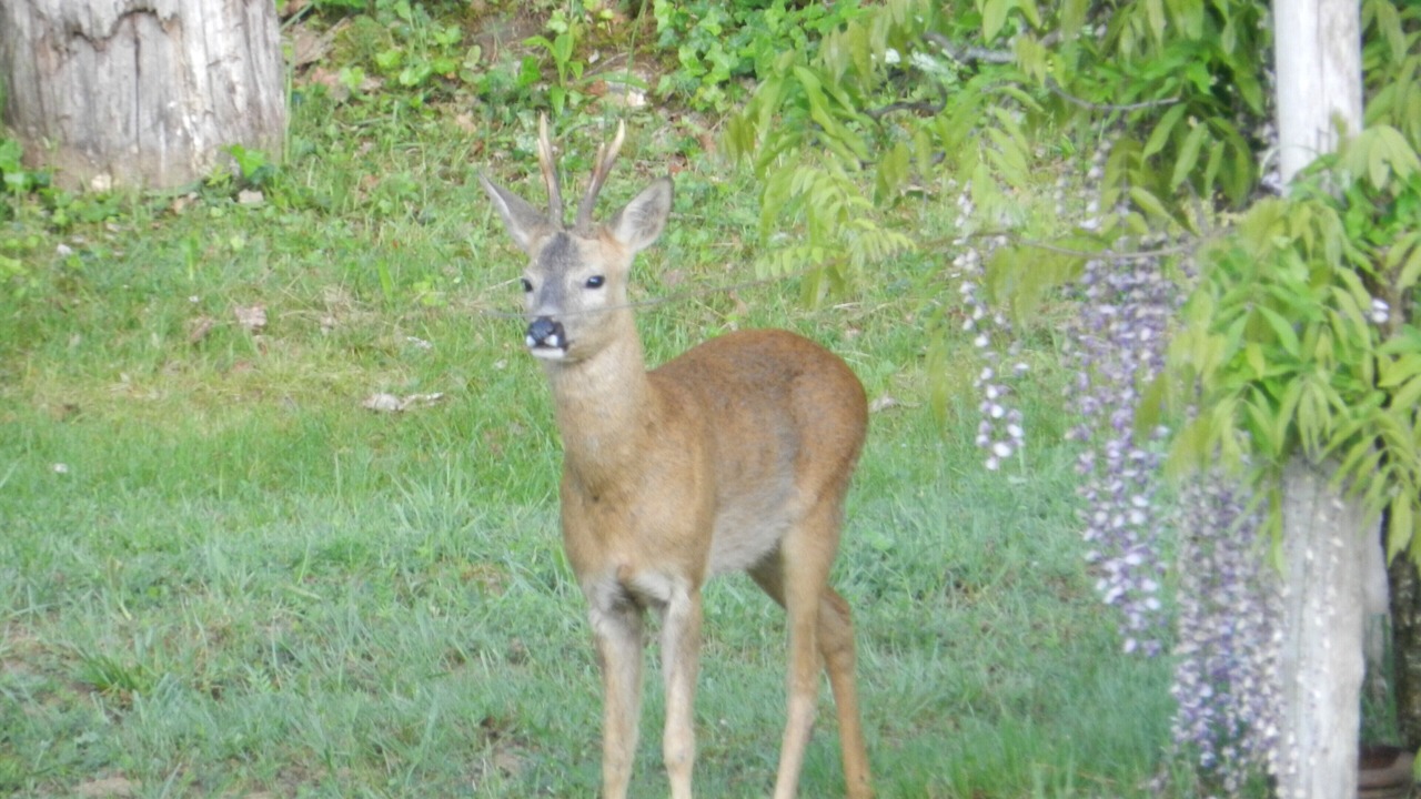 Photo of Others in Vitrac