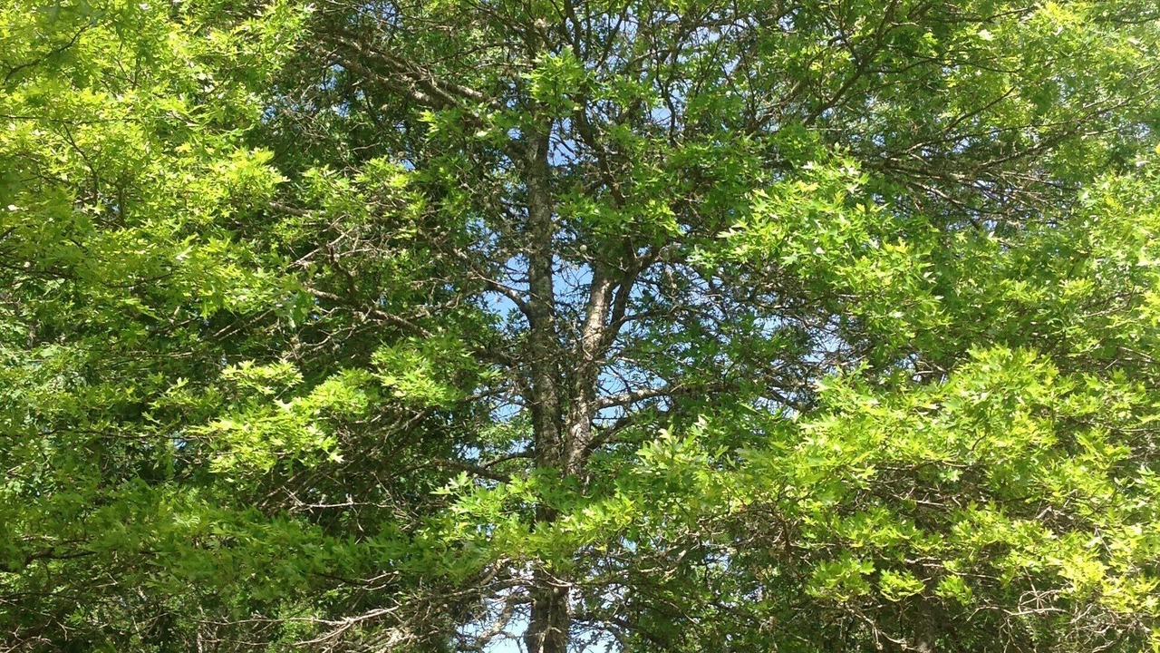 Photo of Outdoor in Soustons