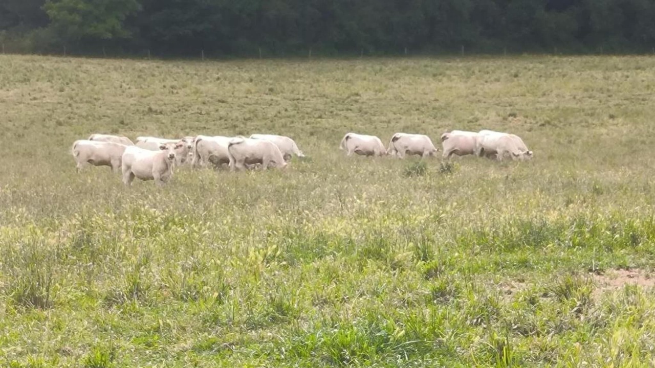 Photo of Others in Sossais