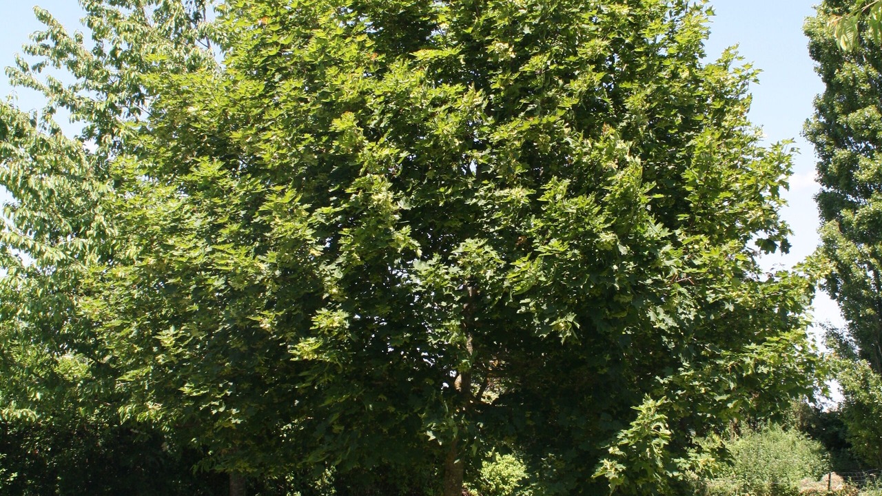 Photo of Outdoor in Chaunay