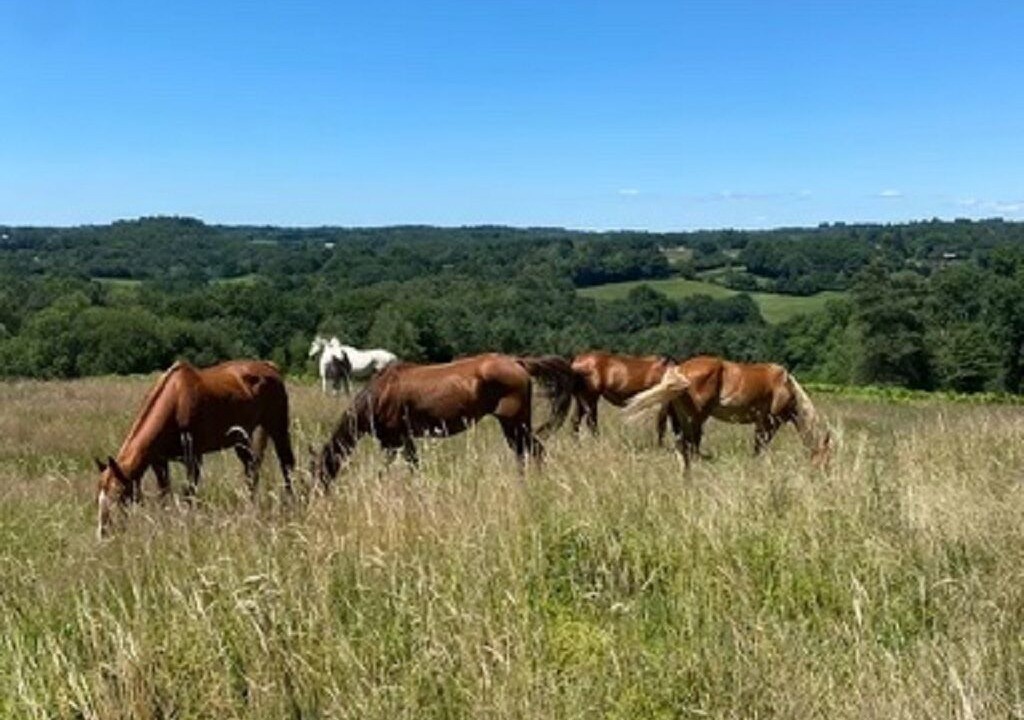 Photo of Others in Saint-Geniez-o-Merle