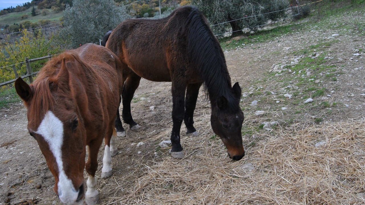 Photo of Others in Sesto Fiorentino