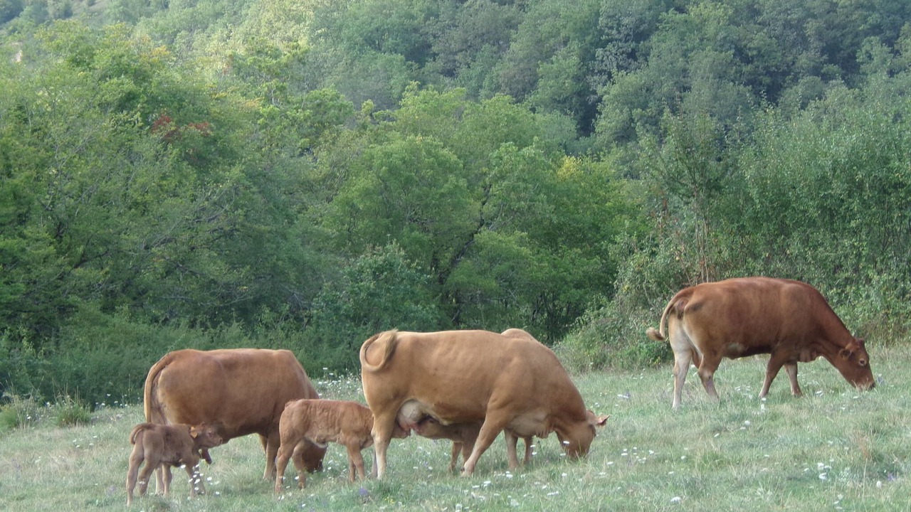 Photo of Others in Salignac-Eyvignes